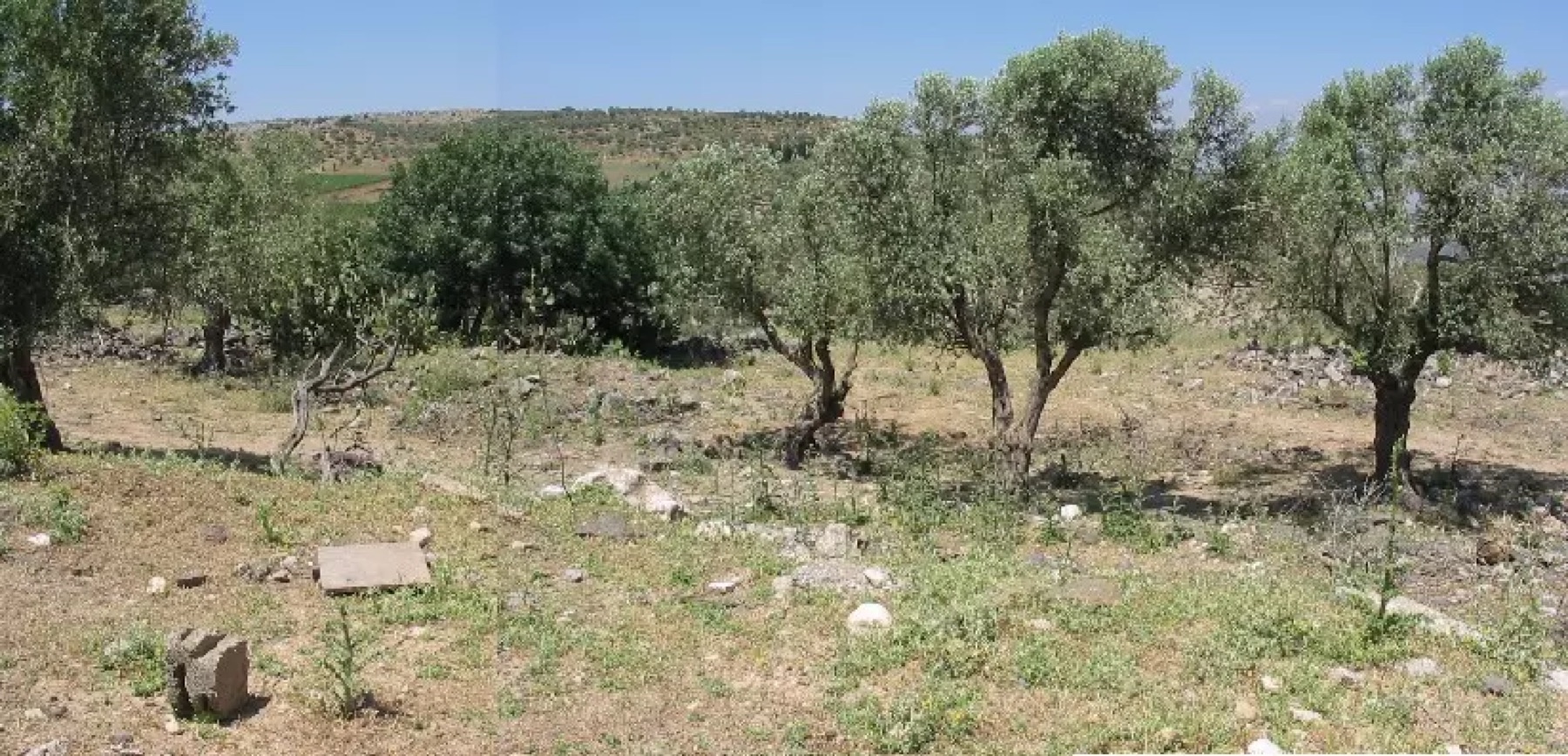 Old olive trees on the land of Alma